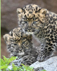 Amur Leopard
