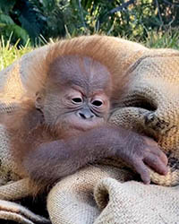 Sumatran Orangutan